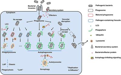 Bacterial Manipulation of Autophagic Responses in Infection and Inflammation